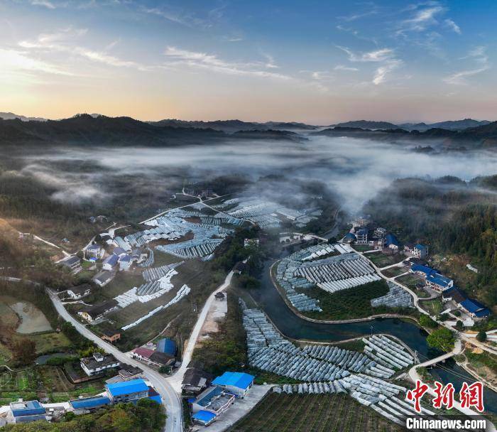 广西融安：金桔丰收遇上云海景观