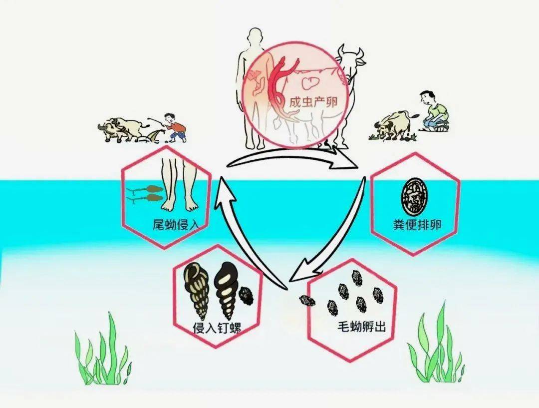 一旦接触，10秒即可感染！汛期谨防这种病→