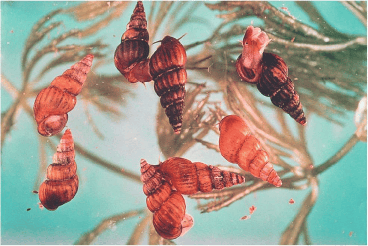 一旦接触，10秒即可感染！汛期谨防这种病→