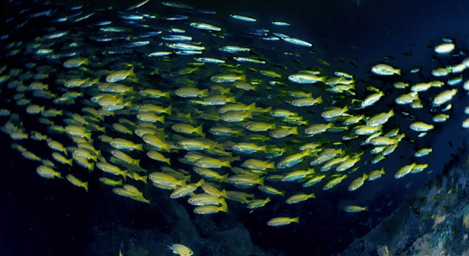 【度假村预定】马来西亚 Labuan 闽纳潜水节 3.0 四大沉船+珊瑚