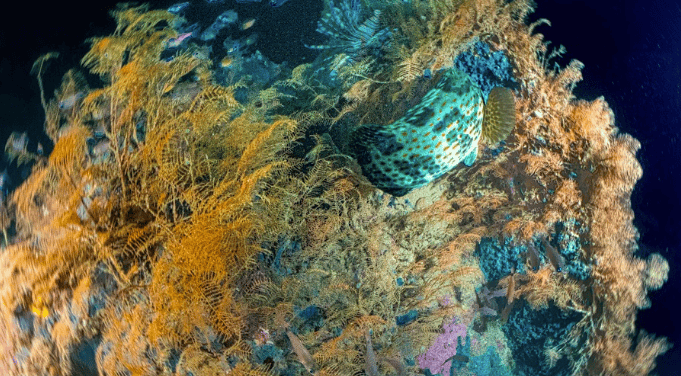 【度假村预定】马来西亚 Labuan 闽纳潜水节 3.0 四大沉船+珊瑚