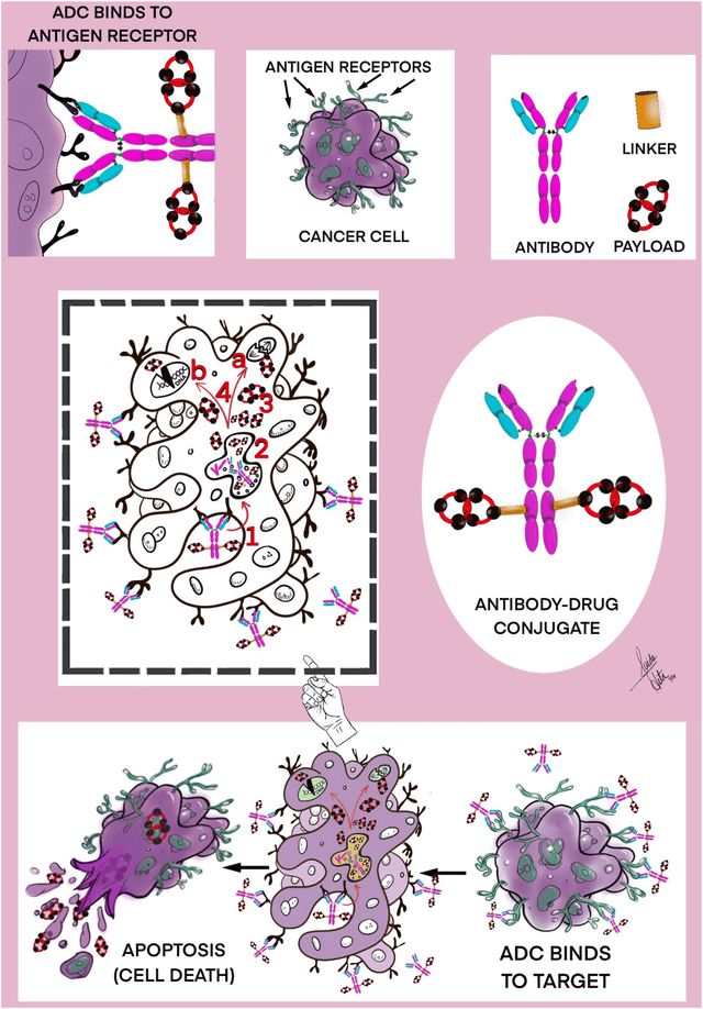重磅获批!靶向TROP2的ADC药物德达博妥单抗(Dato-DXd)上市,HR+/HER2-晚期乳腺癌患者治疗新方案来了