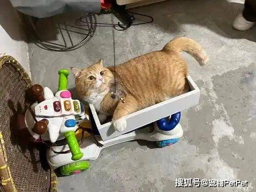铲屎官买爬架不慎翻车，猫主子站上直呼离谱：说好的豪宅呢？