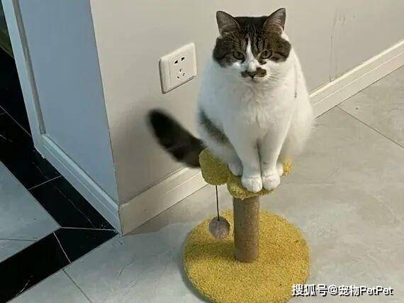 铲屎官买爬架不慎翻车，猫主子站上直呼离谱：说好的豪宅呢？