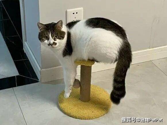 铲屎官买爬架不慎翻车，猫主子站上直呼离谱：说好的豪宅呢？