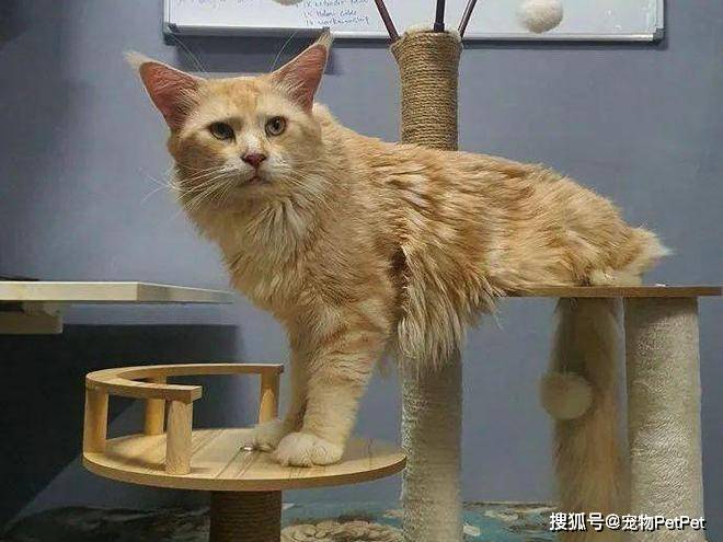 铲屎官买爬架不慎翻车，猫主子站上直呼离谱：说好的豪宅呢？