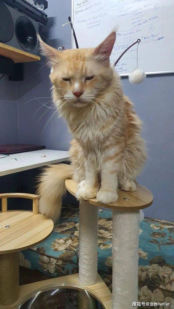 铲屎官买爬架不慎翻车，猫主子站上直呼离谱：说好的豪宅呢？