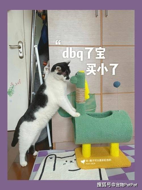 铲屎官买爬架不慎翻车，猫主子站上直呼离谱：说好的豪宅呢？