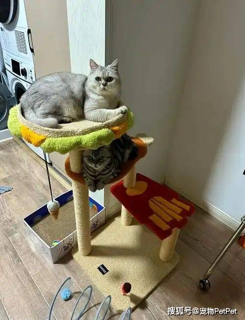 铲屎官买爬架不慎翻车，猫主子站上直呼离谱：说好的豪宅呢？