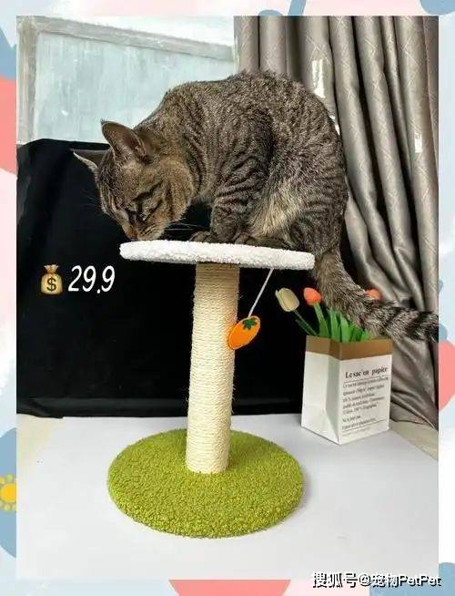 铲屎官买爬架不慎翻车，猫主子站上直呼离谱：说好的豪宅呢？