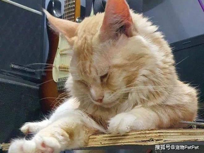 铲屎官买爬架不慎翻车，猫主子站上直呼离谱：说好的豪宅呢？