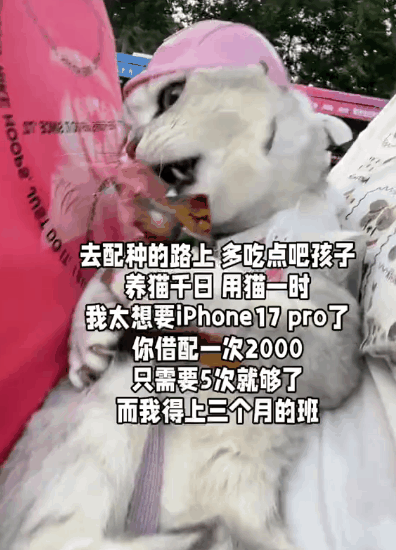 铲屎官为买手机，安排猫咪上岗赚钱：养猫千日，用猫一时！
