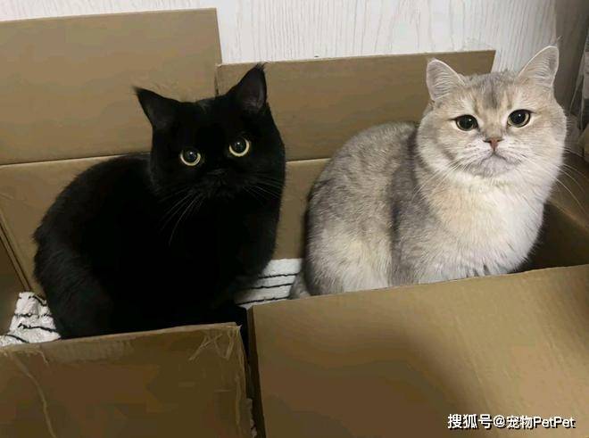 铲屎官为买手机，安排猫咪上岗赚钱：养猫千日，用猫一时！