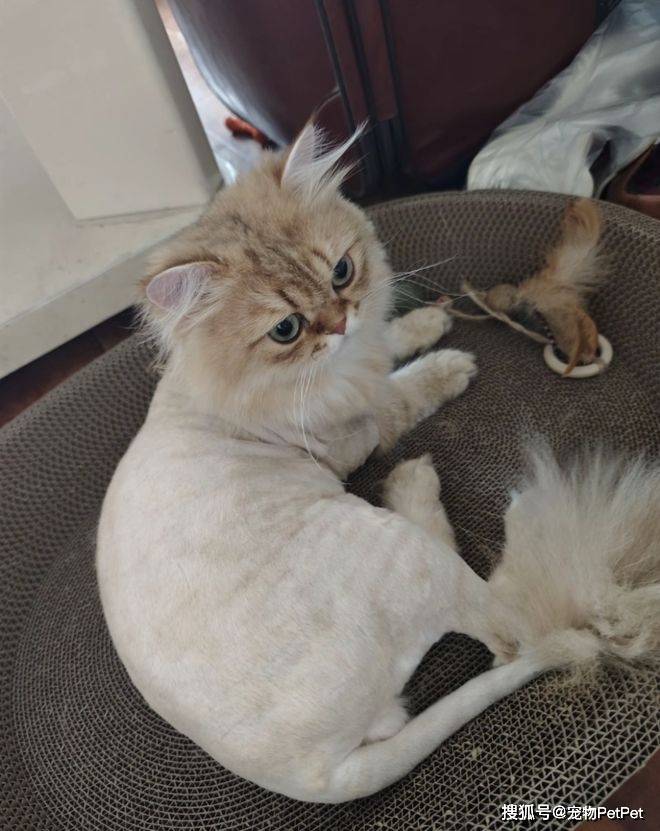 铲屎官为买手机，安排猫咪上岗赚钱：养猫千日，用猫一时！