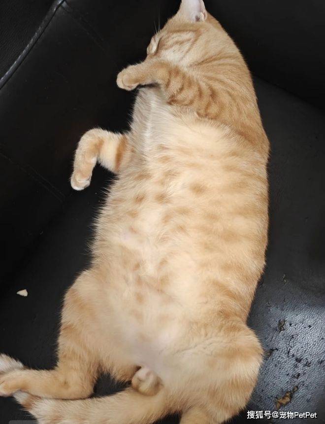 铲屎官为买手机，安排猫咪上岗赚钱：养猫千日，用猫一时！