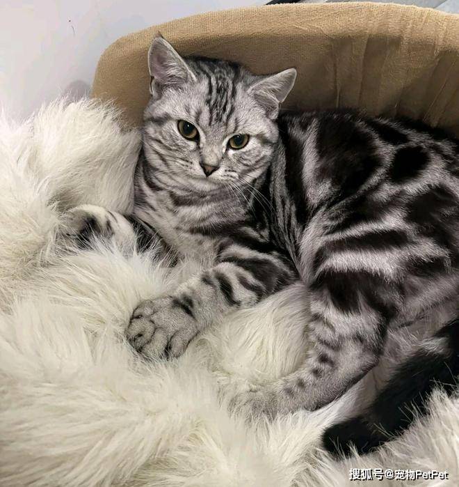 铲屎官为买手机，安排猫咪上岗赚钱：养猫千日，用猫一时！