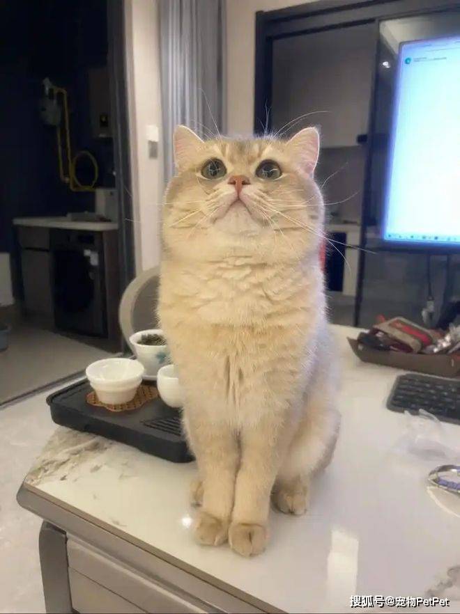 铲屎官为买手机，安排猫咪上岗赚钱：养猫千日，用猫一时！