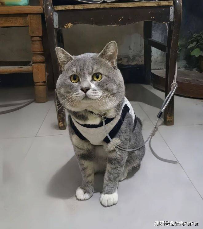 铲屎官为买手机，安排猫咪上岗赚钱：养猫千日，用猫一时！