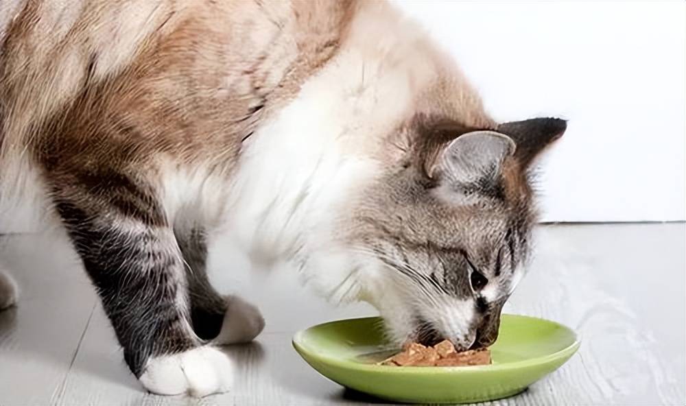 双十一买什么猫粮好？铲屎官在犯的愁有解了！