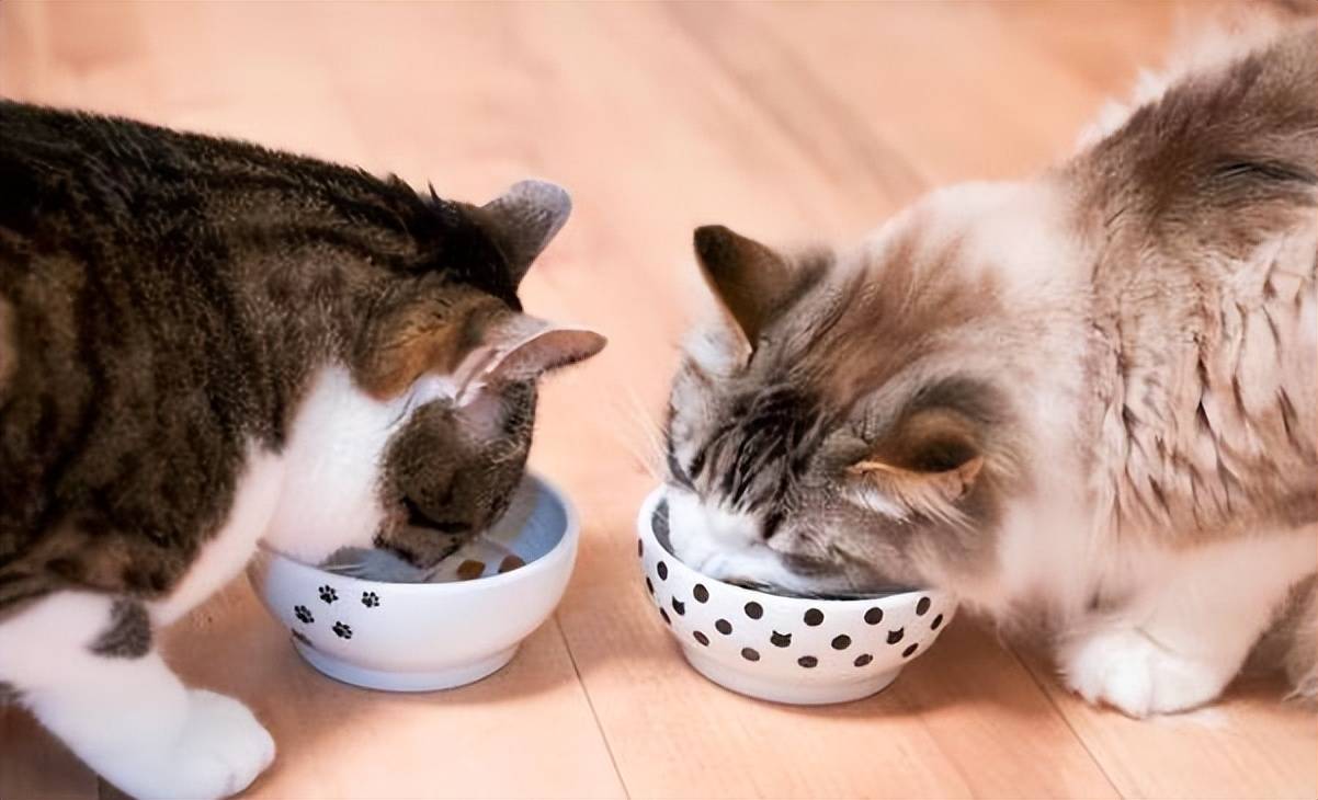 双十一买什么猫粮好？铲屎官在犯的愁有解了！