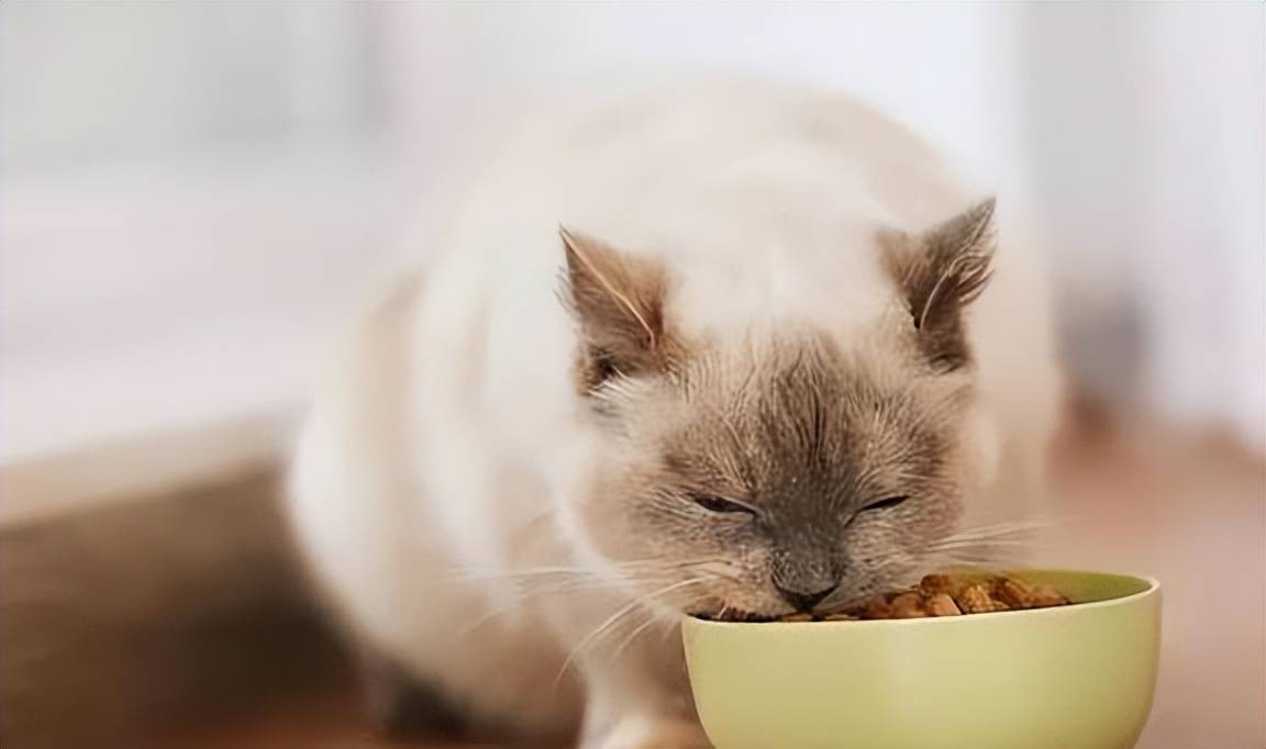 双十一买什么猫粮好？铲屎官在犯的愁有解了！