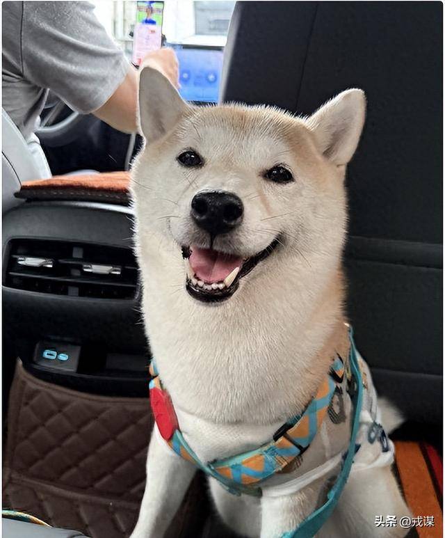 花1430元给狗买机票！铲屎官国庆当保姆，这钱花得值吗？