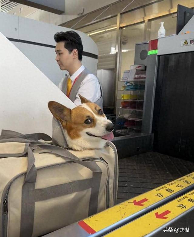 花1430元给狗买机票！铲屎官国庆当保姆，这钱花得值吗？