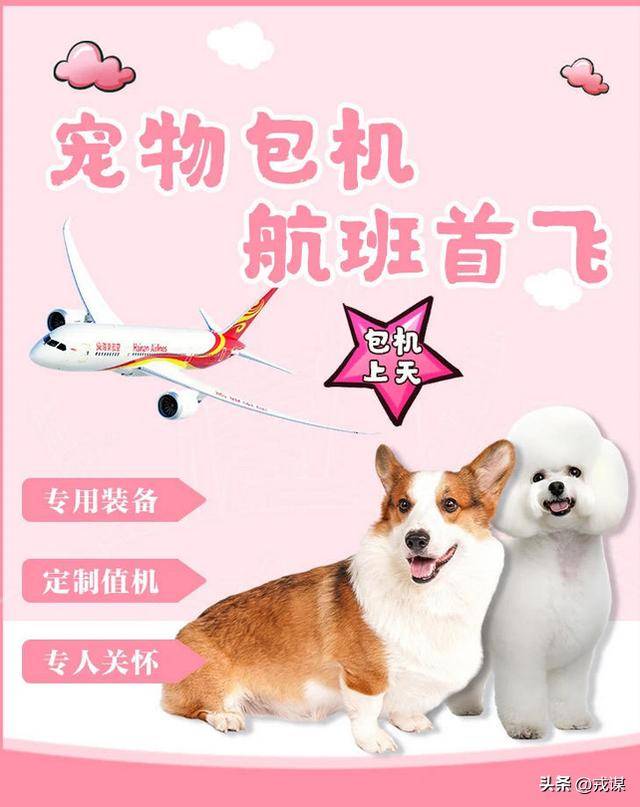 花1430元给狗买机票！铲屎官国庆当保姆，这钱花得值吗？