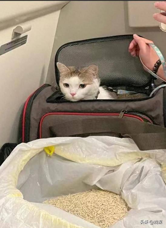 花1430元给狗买机票！铲屎官国庆当保姆，这钱花得值吗？