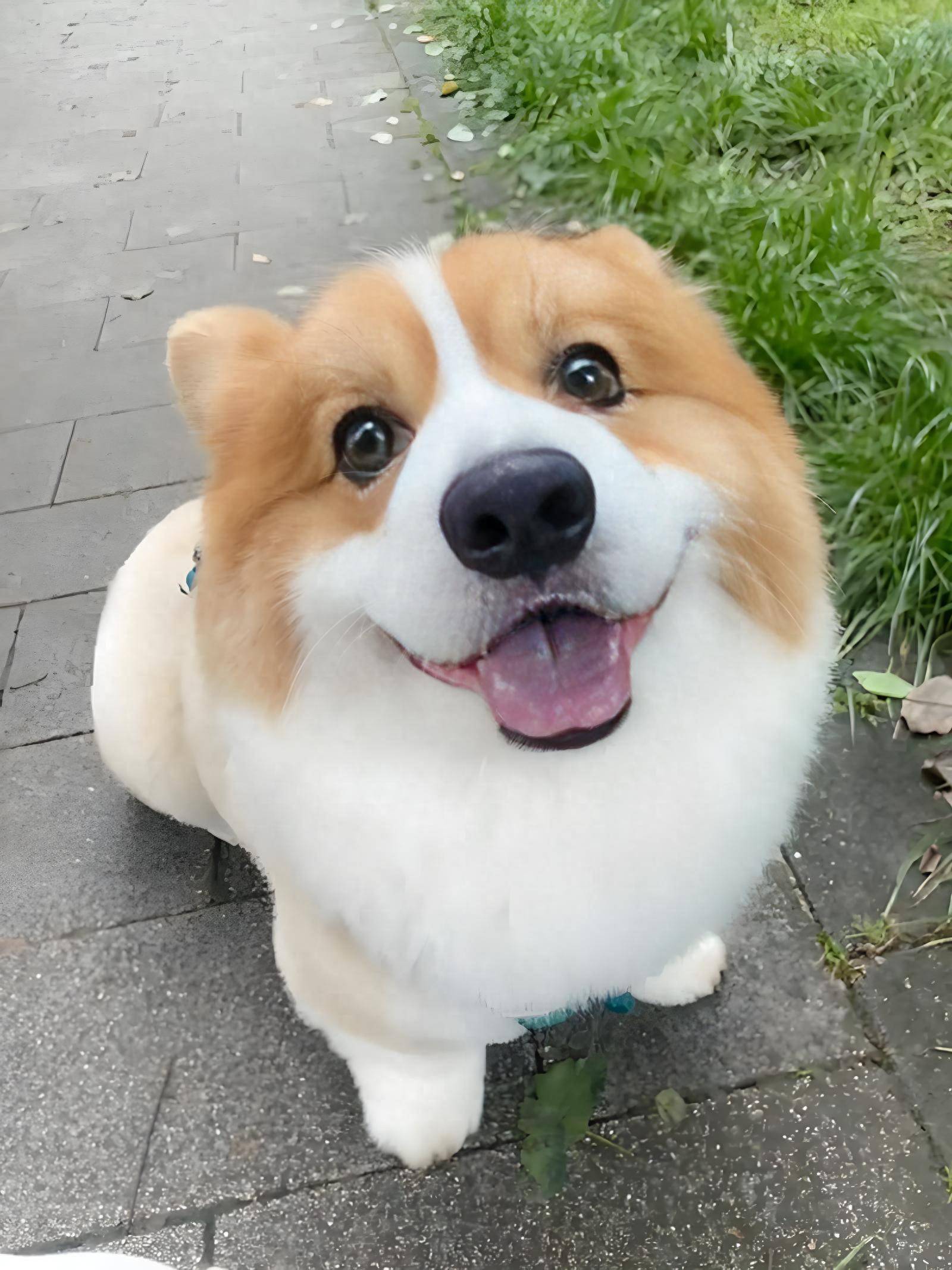 铲屎官必看！狗狗毛发褪色别瞎买粮，这几款能养出亮毛