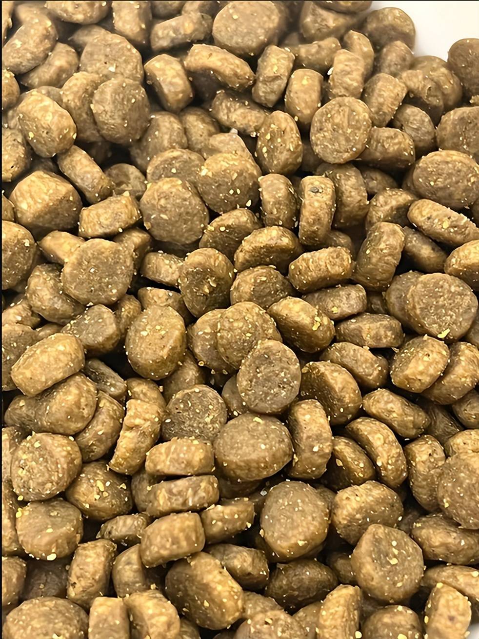 铲屎官必看！狗狗毛发褪色别瞎买粮，这几款能养出亮毛