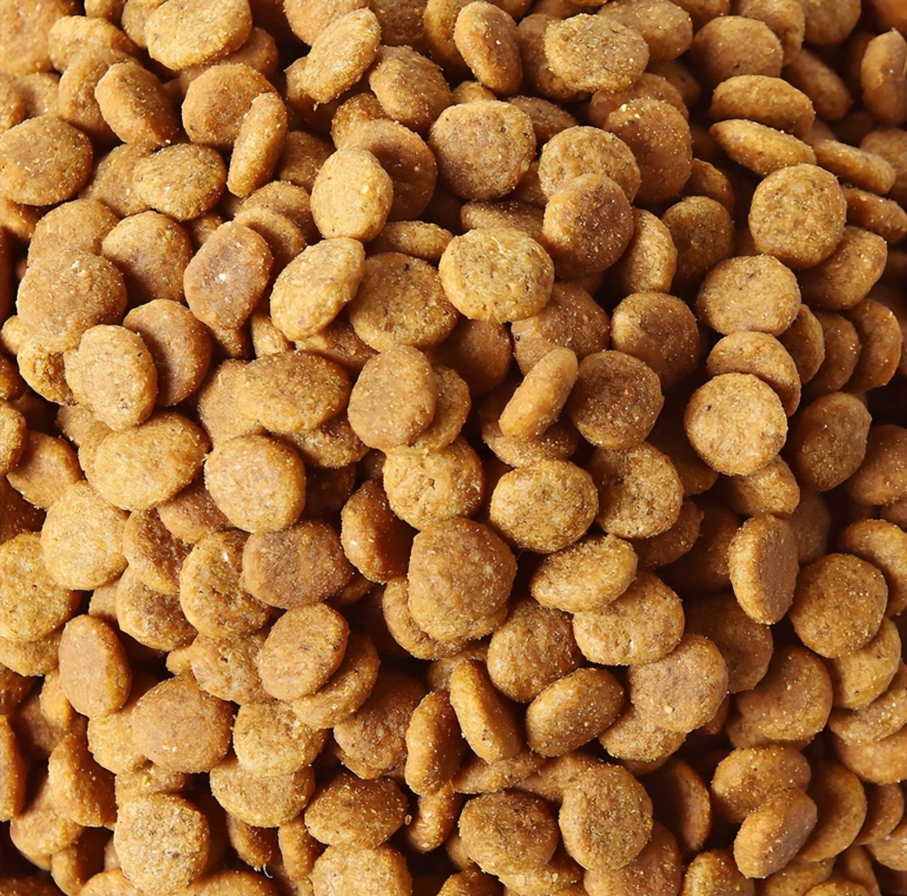 铲屎官必看！狗狗毛发褪色别瞎买粮，这几款能养出亮毛