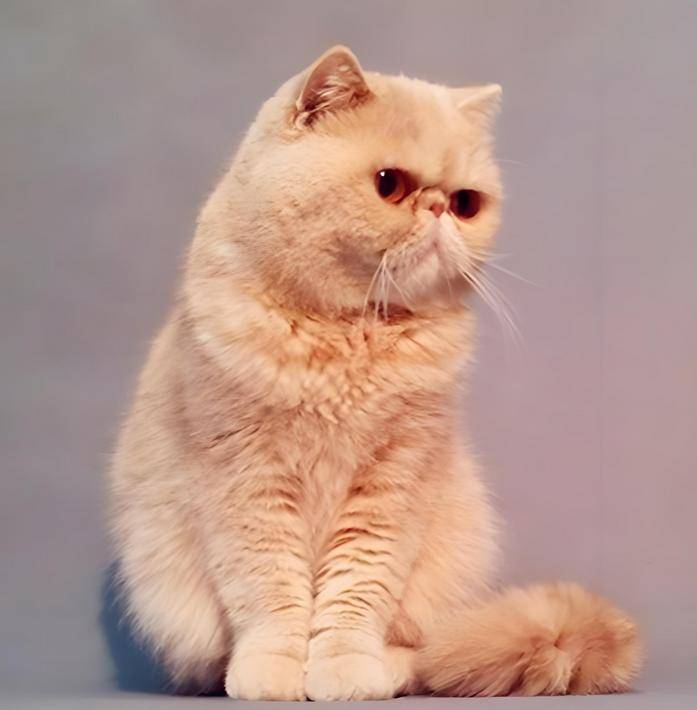 加菲猫铲屎官别乱买！猫粮排行榜 + 性价比排名，闭眼入不踩坑