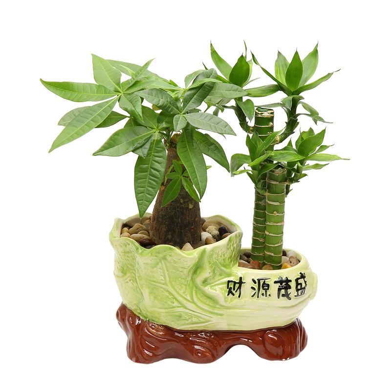富贵竹理财(富贵竹理财合适吗)
