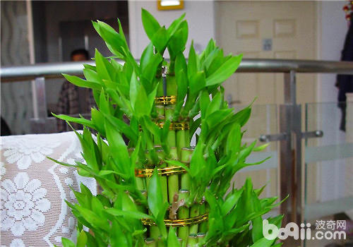 富贵竹理财(富贵竹理财合适吗)