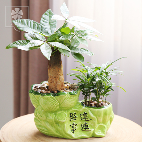 富贵竹理财(富贵竹理财研修社)