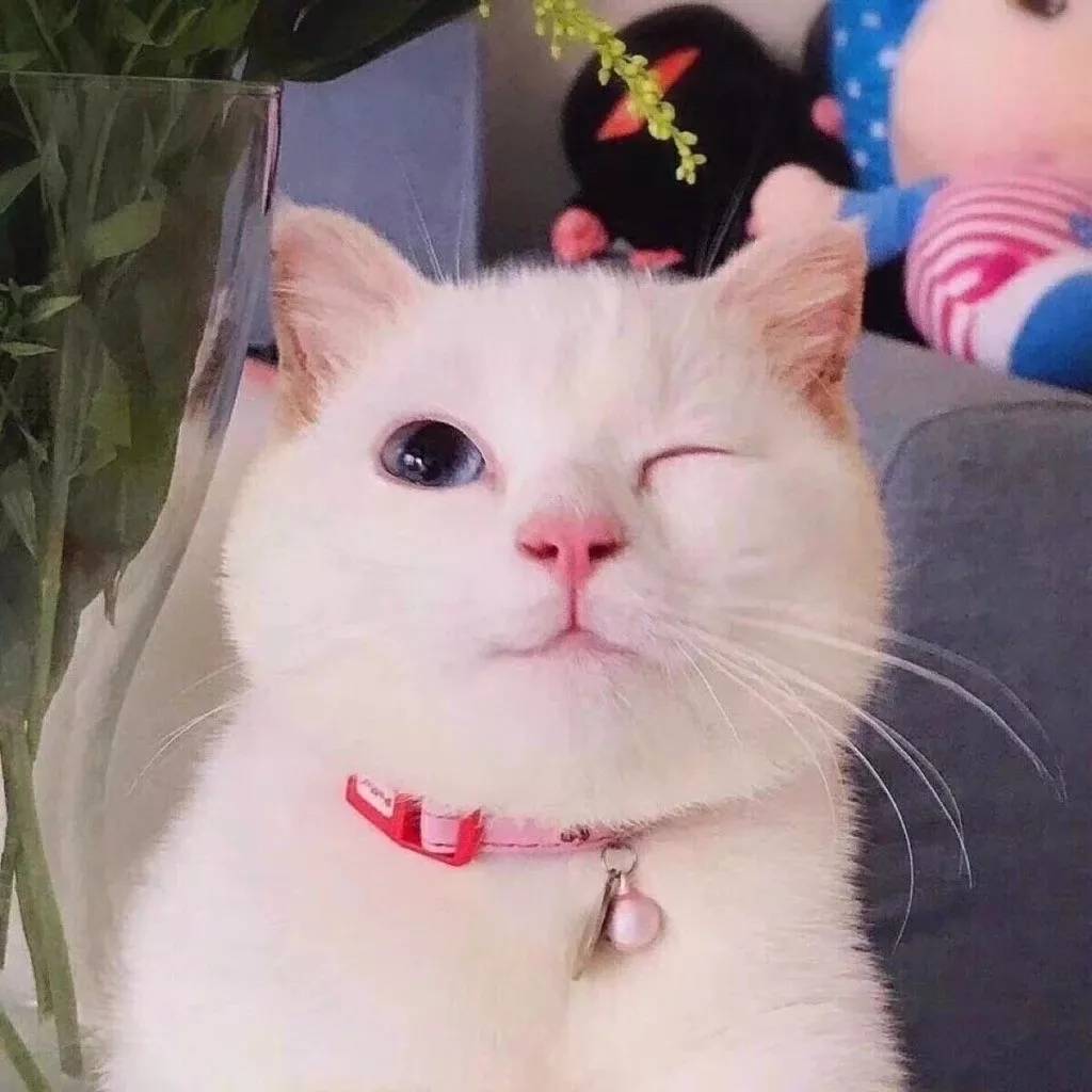 yy(yy直播)